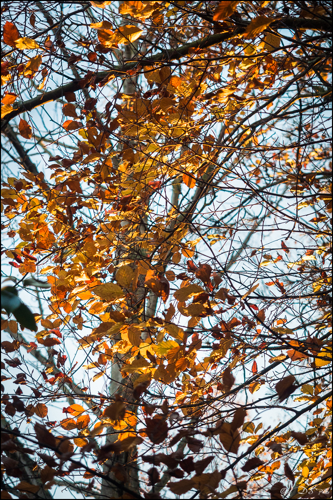 2015-12-06 - Les parures d'automne-1-800.jpg