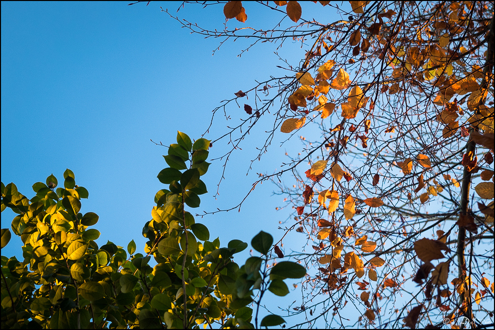 2015-12-06 - Les parures d'automne-6-800.jpg