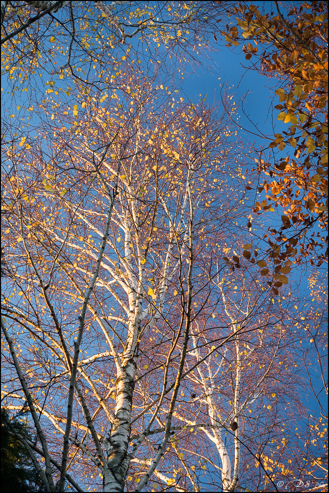 2015-12-06 - Les parures d'automne-7-800.jpg