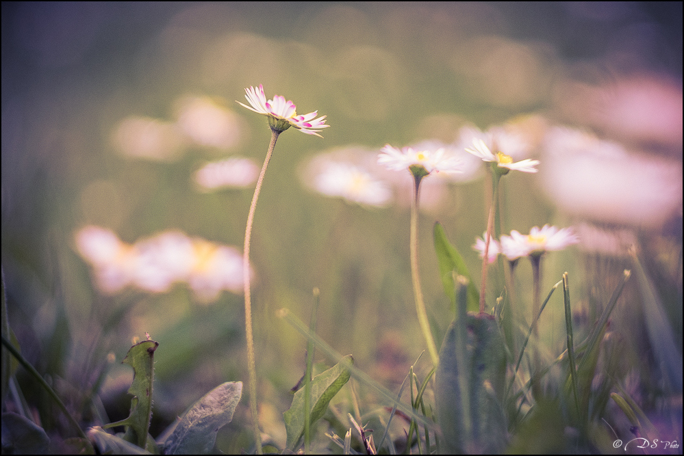 2016-05-16 - Essais Fleurs - Helios 44M4-9-800.jpg