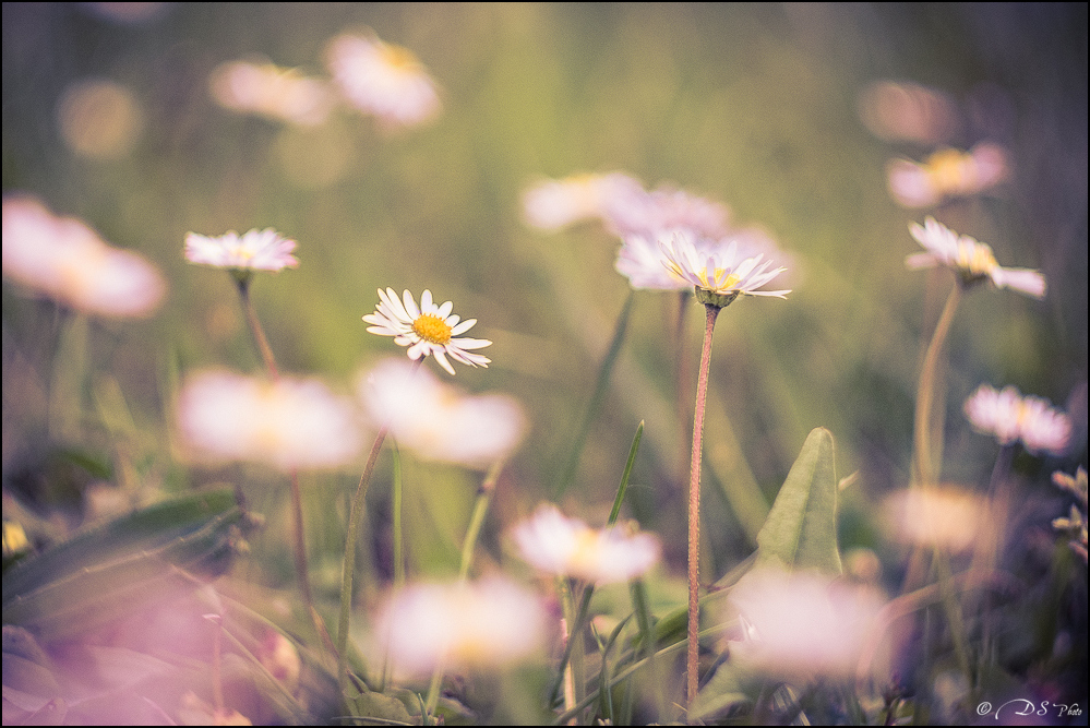 2016-05-16 - Essais Fleurs - Helios 44M4-10-800.jpg