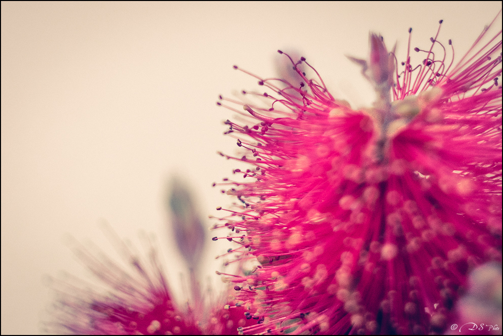 2016-05-16 - Essais Fleurs - Helios 44M4-29-800.jpg