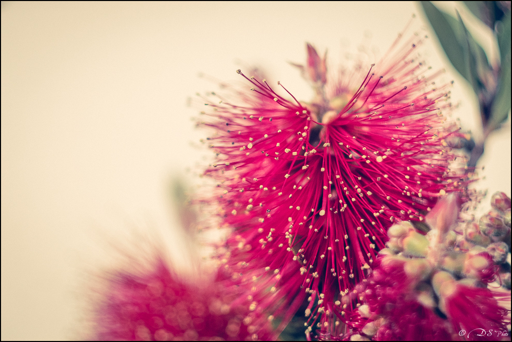 2016-05-16 - Essais Fleurs - Helios 44M4-34-800.jpg