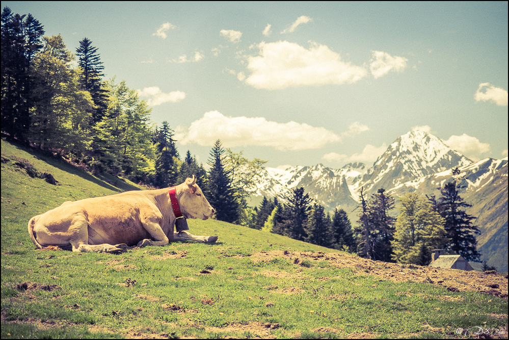 2016-05-21 - Sortie Payolle - Col d'Aspin - Tourmalet-171-800.jpg