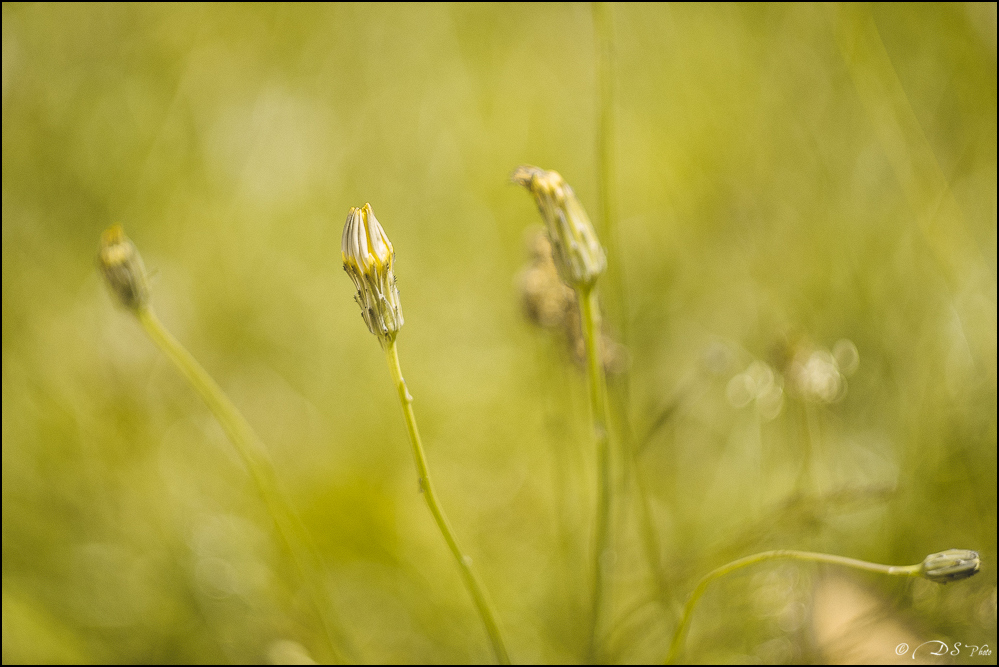 2016-07-03 - Session Macro Helios 44M-25-800.jpg