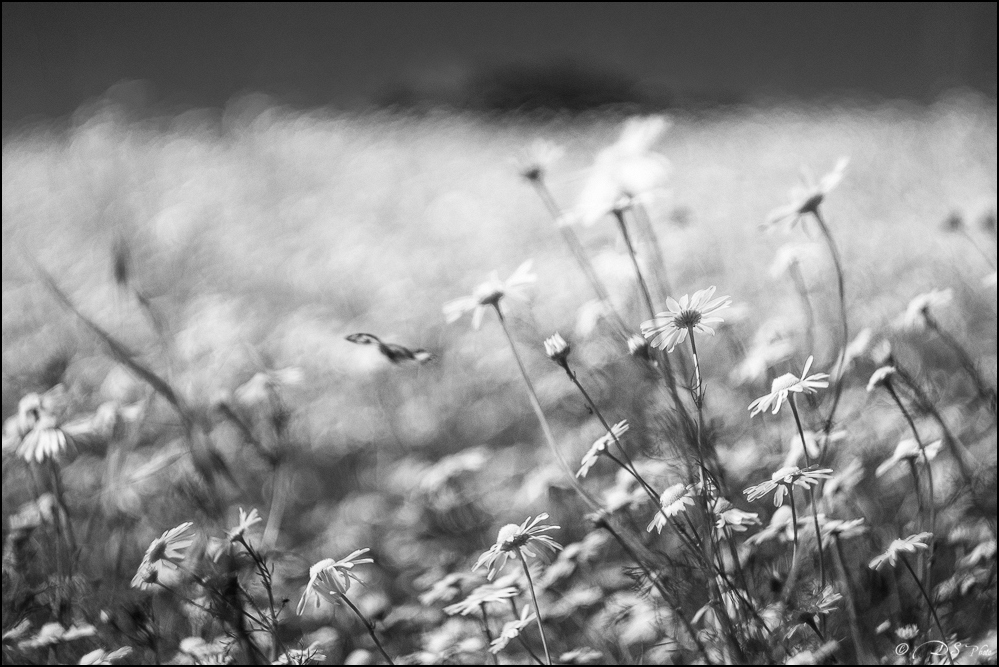 2016-07-09 - Session Macro blé - Helios 44M-101-800.jpg