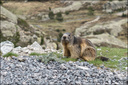 Béarn : Artouste et son petit train à flanc de montagne