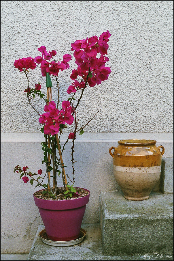 Argentique OM-2 - Film 1 - Fuji 400 - Avril-Septembre 2017-5-800.jpg