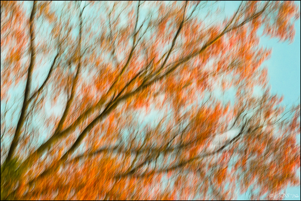Les brises d'automne... 20171113112520-a4f43969