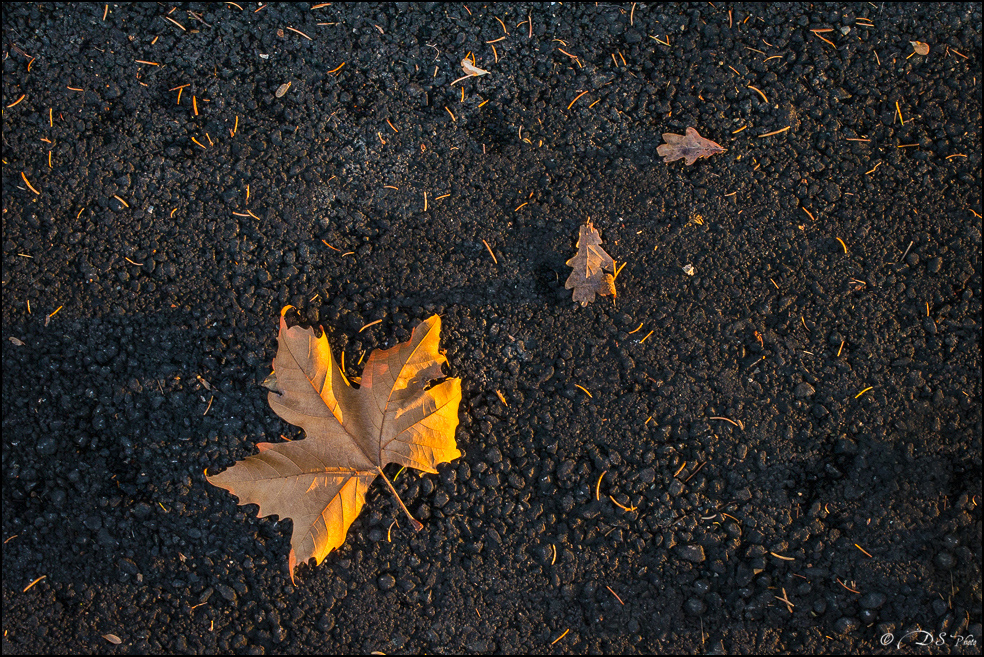 2017-11-26 - Lumières d'Automne (GH2)-2-800-2.jpg