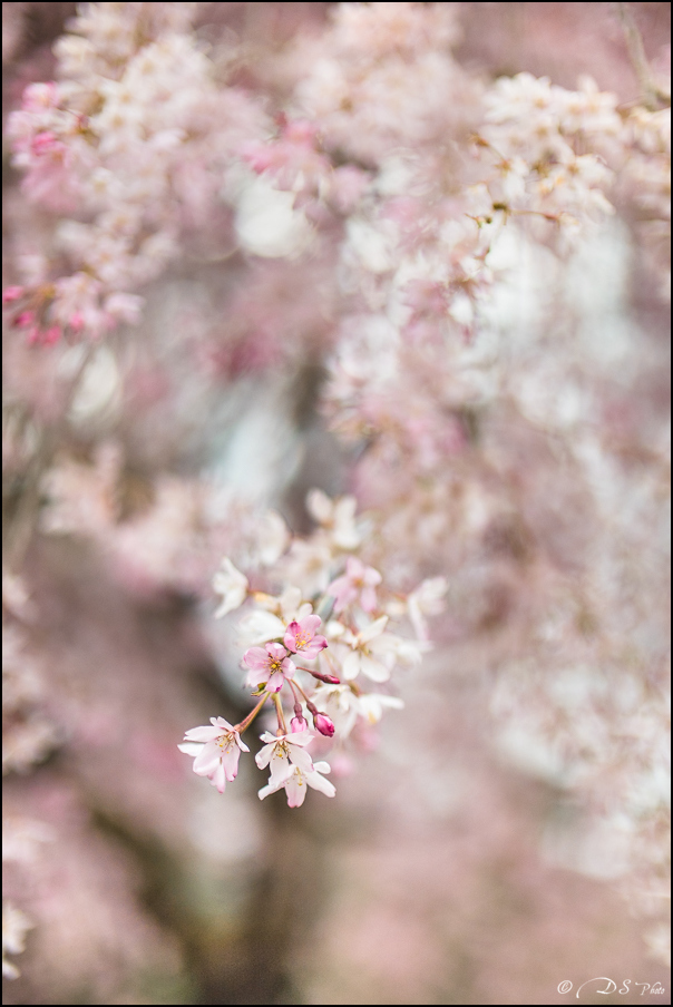 2018-03-28 - Printemps au Jardin Massey - Tarbes-14-800.jpg