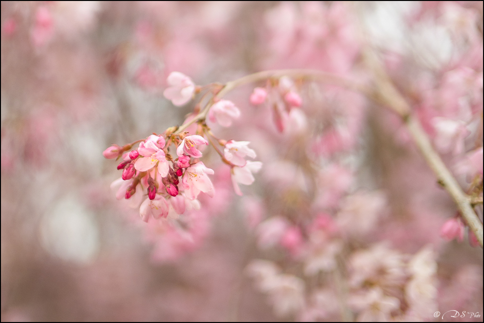 2018-03-28 - Printemps au Jardin Massey - Tarbes-26-800-2.jpg