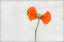 2018-04-28 - Session Macro - Coquelicot - Fourmis - Soleil de gazon-11-800.jpg