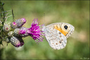 2018-07-08 - Sortie montagne et macro-35-800.jpg