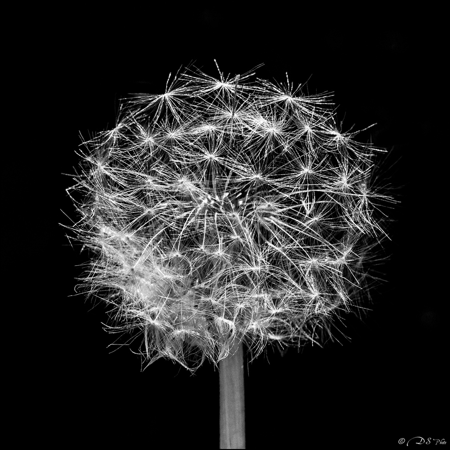 2021-07-17 - Feu d'artifice macro-15-800.jpg