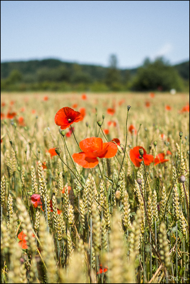 2022-06-11 - Les Coquelicots-70-800-3.jpg