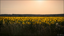 Les Tournesols