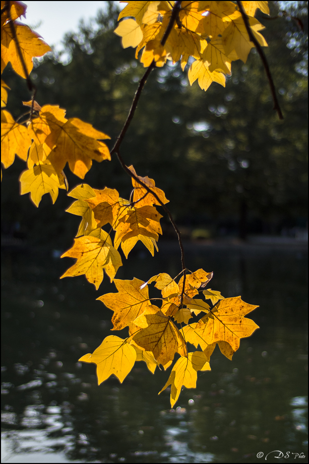 2022-10-09 - Premières Lumières d'Automne au Jardin Massey-58-800.jpg