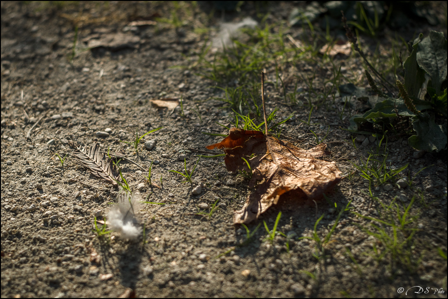 2022-10-16 - Premières Lumières d'Automne au Jardin Massey-41-800.jpg