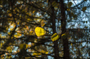 2022-10-16 - Premières Lumières d'Automne au Jardin Massey-54-800.jpg