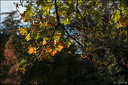 2022-10-16 - Premières Lumières d'Automne au Jardin Massey-42-800.jpg