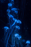 Fascinantes méduses