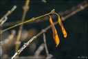 Dernières lumières d'Automne