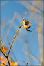 Dernières lumières d'Automne