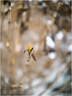 Nature Morte