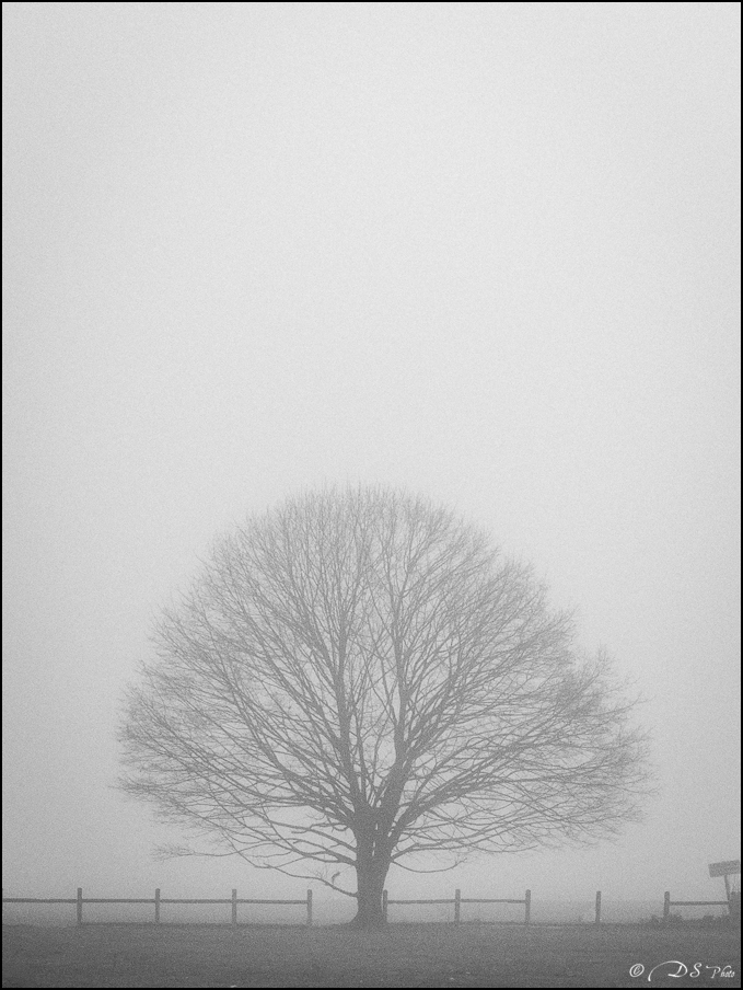 2024-01-27 - Brouillard sur Tarbes-2193-800-2.jpg