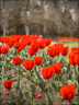 2024-03-20 - Premières couleurs du printemps au Jardin Massey - Exactar 55mm f1.4-209-800.jpg