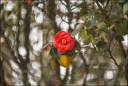 2024-03-20 - Premières couleurs du printemps au Jardin Massey - Exactar 55mm f1.4-40-800.jpg