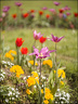 2024-03-20 - Premières couleurs du printemps au Jardin Massey - Exactar 55mm f1.4-15-800.jpg