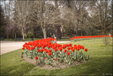 2024-03-20 - Premières couleurs du printemps au Jardin Massey - Exactar 55mm f1.4-224-800.jpg