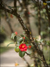 2024-03-20 - Premières couleurs du printemps au Jardin Massey - Exactar 55mm f1.4-226-800.jpg