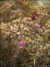 2024-03-20 - Premières couleurs du printemps au Jardin Massey - Exactar 55mm f1.4-310-800.jpg