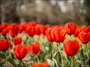 2024-03-20 - Premières couleurs du printemps au Jardin Massey - Exactar 55mm f1.4-245-800.jpg