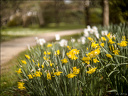 2024-03-20 - Premières couleurs du printemps au Jardin Massey - Exactar 55mm f1.4-273-800.jpg