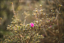 2024-03-20 - Premières couleurs du printemps au Jardin Massey - Exactar 55mm f1.4-247-800.jpg