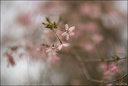 2024-03-20 - Premières couleurs du printemps au Jardin Massey - Exactar 55mm f1.4-322-800.jpg
