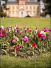 2024-03-20 - Premières couleurs du printemps au Jardin Massey - Exactar 55mm f1.4-388-800.jpg