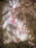 2024-03-20 - Premières couleurs du printemps au Jardin Massey - Exactar 55mm f1.4-363-800.jpg