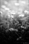 Sortir de l'hiver IV