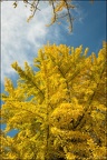 La saison qui soupoudre les couleurs