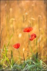 Les Coquelicots