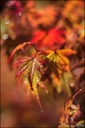 Eautomne.