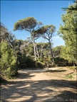 Lumières de Porquerolles