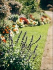 Fleurs au jardin Massey