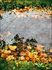 Reflets d'automne
