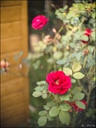 Fleurs à l'Angénieux 25mm f0.95